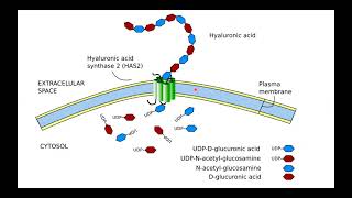 Glycosaminoglycans Proteoglycans and Glycoproteins I Hania Nizami I MOL 114 PAL review session [upl. by Yam]