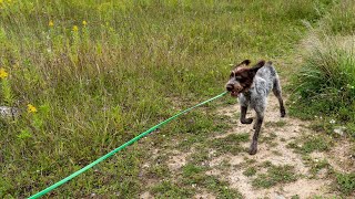 Wirehaired Pointing Griffon vs Cesky Terrier A Terrier Breed Showdown [upl. by Sim]