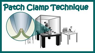 Patch clamp  Electrophysiology  Patch clamp method  Voltage clamp  whole cell recording [upl. by Ignatz375]