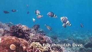 Acanthurus guttatus  diving in Fuvahmulah  Maldives [upl. by Caine900]