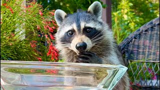 Raccoon is Washing and Eating Grapes  Taste Test  Wild Animals [upl. by Anilad299]