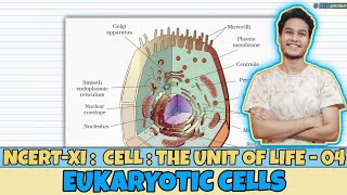 Cell The Unit of Life Lec 4 Eukaryotic Cells Class 11 NEET Neetology [upl. by Enihpled]