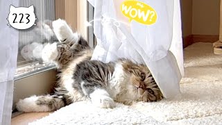 A Scottish Fold kitten tired from playing was sleeping in a funny posture Elle video No223 [upl. by Eenrahc898]