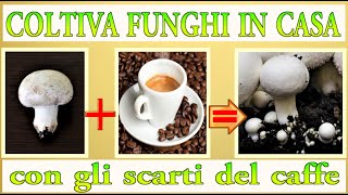 FONDI CAFFE  SCARTI FUNGO uniscili e rimarrai stupito cultivar setas to grow mushrooms [upl. by Dyson]