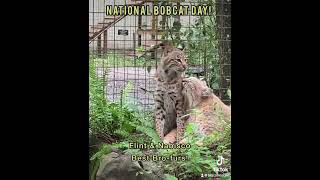 Celebrating National Bobcat Day [upl. by Noremac]