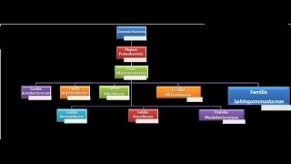 Dominio Bacteria Phylum Proteobacteria 10  Clase Alfaproteobacteria  Familia Sphingomonadaceae [upl. by Lennahs]