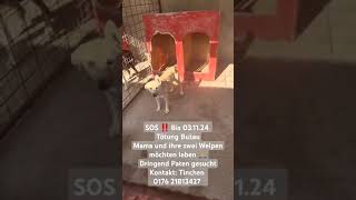 RettungRescue Mom and Puppys  Need help 🙏 help helping rescue life dogs died love animals [upl. by Nolyaj856]