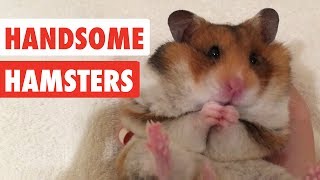 Handsome Hamsters  Funny Hamster Video Compilation 2017 [upl. by Eirahs]