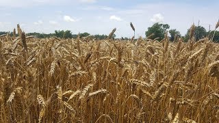 processing wheat into flour [upl. by Caia]