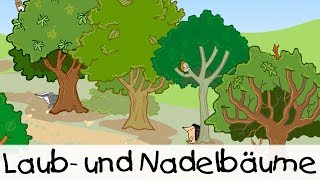 💡 Laub und Nadelbäume  Kinderlieder zum Lernen [upl. by Kirit]