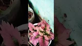 Early morning rain song kannada viralvideoshorts natureslover subscribemychannel [upl. by Marybella203]