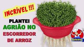 Como plantar agrião dentro do apartamento HIDROPONICOno escorredor de arroz [upl. by Retsevlys]