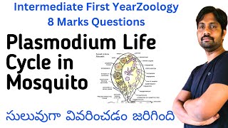 Plasmodium vivax Life Cycle in Mosquito Explained in Easyway  Inter Zoology 8 Marks Questions [upl. by Inaboy537]