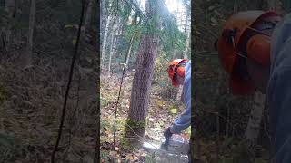 Felling a nother tree logging chainsaw logsaw forestry stihl wood pulpwood aspen [upl. by Eiznekam]