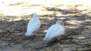 Amazing courtship behaviour of Australian animals Longbilled Corella [upl. by September]