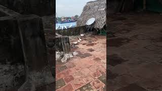 Falcon Attack Our Bird 🥹💔  Finally Come Back Our Loft pura paravapigeon pigeon vlog [upl. by Ainesej]