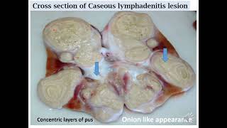 Caseous Lymphadenitis pathology pseudotuberculosis [upl. by Loux]