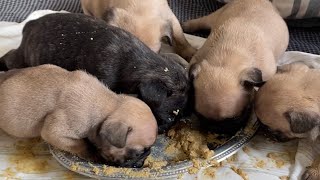 French Bulldog Puppies Try Solid Food for the First Time Adorable Reactions [upl. by Noterb108]