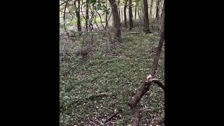 Close Shot – Traditional Archery Deer Hunt deer archery [upl. by Eneluj]