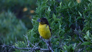 Fledgling of Black BackedGrosbeak [upl. by Killion81]