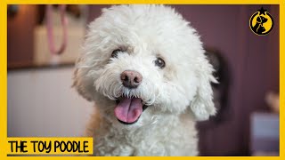 Toy Poodle Dog 101 Everything You Need to Know [upl. by Schrick]