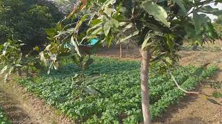 Intercropping Between Mango Trees [upl. by Tollman]