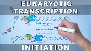 Transcription Initiation in Eukaryotes [upl. by Longfellow]