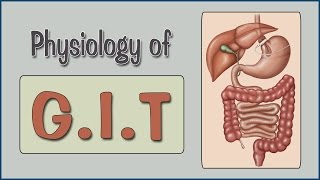 Easy Physiology  GIT  2Salivary Secretion amp Swallowing Mechanism [upl. by Gosselin399]