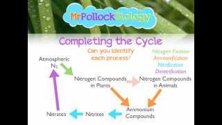 MrPollockBiology QampA 2 Nitrogen Cycle [upl. by Sherlock258]