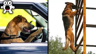 Top 10 Most Incredible Dogs In The World [upl. by Makell]