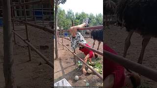 चीन वाले शुतुरमुर्ग के अंडों से करोड़ों कमाते हैं 🤯 ostrich farming [upl. by Galatea]