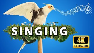 Training cockatiels to sing  تدريب الكوكتيل على الغناء 🦜🌿 [upl. by Aenehs]