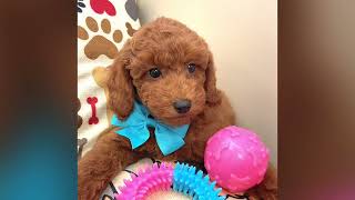 Alain  Goldendoodle Puppy for Sale in Dallas Texas [upl. by Chamberlain]