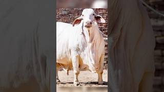 Cholistani Friesian Cross Big Cow Sale In Pakistan shorts cow friesiancow dairycowtv [upl. by Alessig]