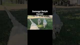 Komondor puppies in Somogyi Betyár Kennel [upl. by Aneekat]