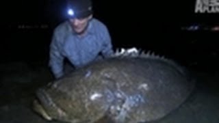 350lb American Grouper  River Monsters [upl. by Flo]