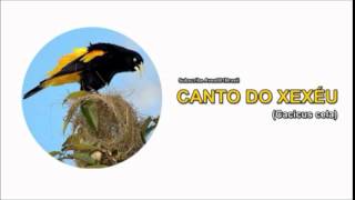 CANTO DO XEXÉU YELLOW RUMPED CACIQUE [upl. by Delainey]