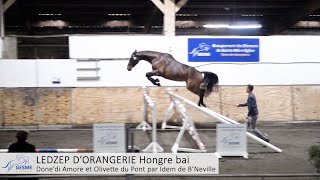 N°16  LEDZEP DORANGERIE [upl. by Leler]