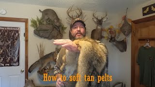 Soft Tanning Pelts Part 1 taxidermy howto wildlife [upl. by Cynarra]