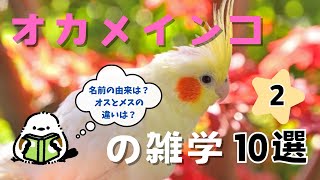 【ゆる解説】好評につき第2弾！もっと知りたいオカメインコの魅力を解説 [upl. by Aryajay]