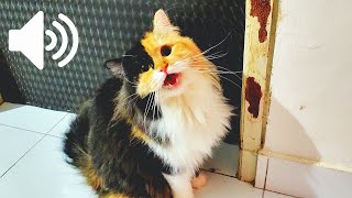 1 HOUR FEMALE CAT IN HEAT MEOWING MATE CALLING  PRANK YOUR PETS [upl. by Atinniuq]