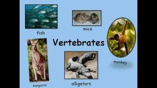 Vertebrates have backbones 0001 [upl. by Bushore]