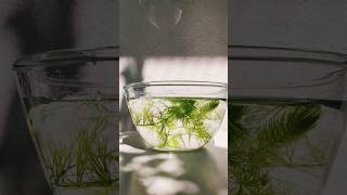 Ceratophyllum  Aquatic plant shorts aquaticplants ceratophyllum shortsvideo yt [upl. by Ahsaret260]