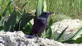 Blue Rock Thrush Monticola solitarius [upl. by Salaidh557]