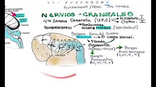 SISTEMA NERVIOSO CENTRAL EMBRIOLOGÍA [upl. by Wonacott]