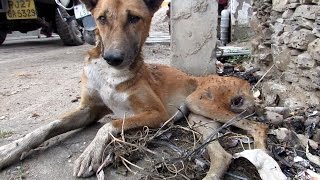 The paralysed dog who never gave up Sydneys amazing rescue story [upl. by Retsek497]