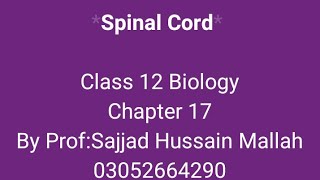 Spinal cord class 12 biology chapter 17 in sindhi [upl. by Ytteb]