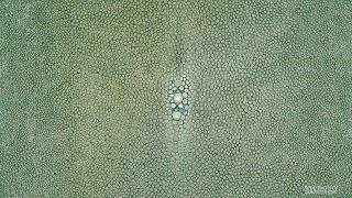 Shagreen Sea Green 8 Inch [upl. by Nodnil]