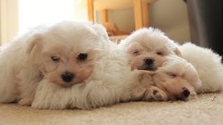 Pile of Sleeping Maltese Puppies [upl. by Eerdua]