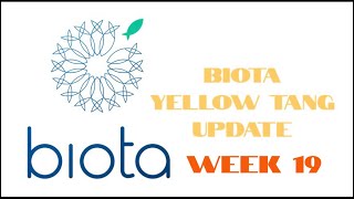 Week 19 Update on the Biota Aquariums Captive Bred Yellow Tangs [upl. by Castora]